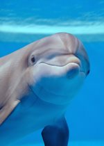 Bottlenose Dolphin - Tapeko