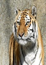 Amur Tiger - Whirl