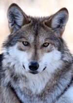 Mexican Wolves