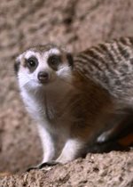 Meerkats