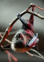 Rodrigues Fruit Bat - Nandor