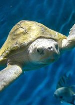 Kemp's Ridley Sea Turtle - Pistachio