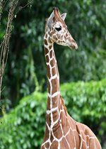 Reticulated Giraffe - Kinda (born 8-19-2023)