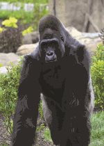 Western Lowland Gorilla - Shango