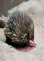 Short-beaked Echidna - Quill
