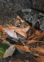 Gaboon Viper