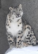 Snow Leopard - Malaya