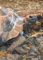 Galapagos Tortoise