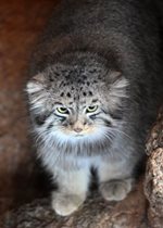 Pallas's Cat