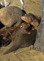Dwarf Mongoose