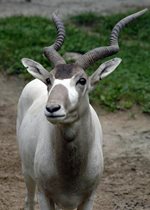 Addax - Ishnala