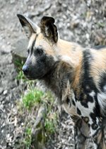 African Painted Dogs