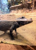 African Dwarf Crocodile