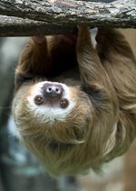 Two-toed Sloth - Luigi