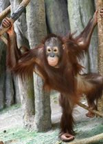 Orangutan - Heidi