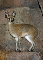 Klipspringer