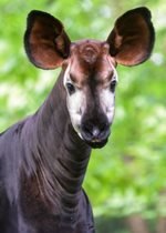 Okapi - JP