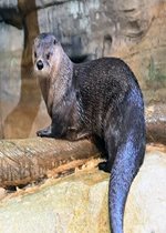 North American River Otter - Charlotte