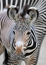 Grevy's Zebra - Robin