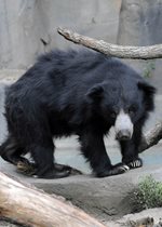 Sloth Bear - Hani