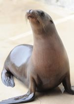 California Sea Lion - Josie