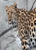 Amur Leopard - Mina
