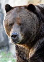 Brown Bear - Axhi