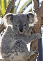 Koala - Willum