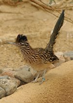 Roadrunner