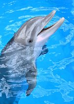 Bottlenose Dolphin - Allison