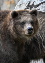 Brown Bear - Tim