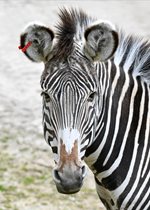 Grevy's Zebra - Diesel